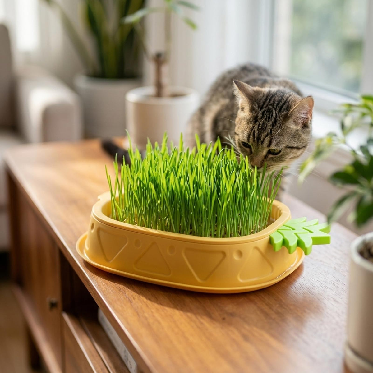 2 Pack Hydroponic Cat Grass Planter R4309